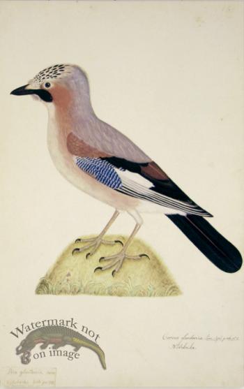 148 Swedish Birds . Corvus Glandarius Eurasian Jay